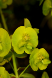 Euphorbia amygdaloides var. robbiae RCP04-06 (96).jpg
